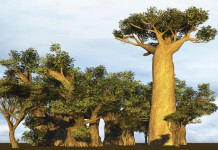 baobab a prášok z baobabu